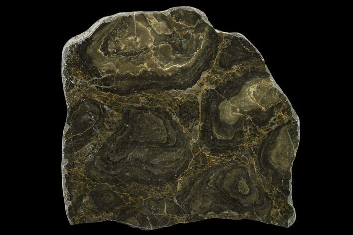 4.3" Polished Stromatolite (Acaciella) From Australia - 800 MYA